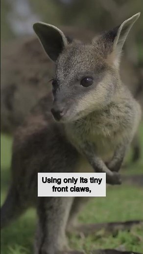 Kangaroo's Size #wildlife #animals