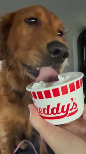 When your whole world falls apart (aka you took a bath) but then someone hands you a pup cup and suddenly life is worth living again. 😂🐶 #pupcup #dogwash #bathtime Freddy's Frozen Custard & Steakburgers | Stacy Bright