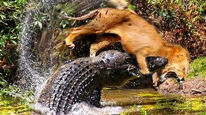 1M views · 10K reactions | The lion is angry when the crocodile disturbs him during the meal Lion vs Crocodile.mp4 | Wild life Animals | Facebook