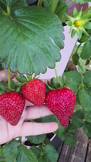 Harvest strawberries from Greenstalk the first time!!! 🍓
