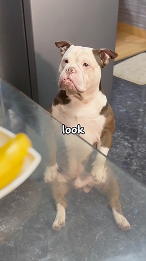 3.8M views · 119K reactions | and now he has our credit cards and house key #dog #pet #fyp #fbreels #reelsviral #love #cute #happy #americanbully #funny #followus | Glasses the Bully | Facebook