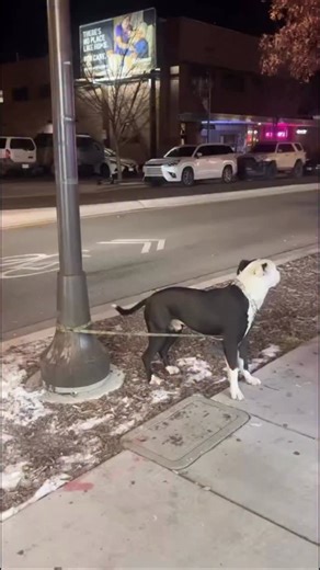 What do you think of the practice of attaching a dog outside while going inside an establishment? This was sent to us last night from outside a tattoo shop on Virginia with the local who sent video in worried about the dog’s wellbeing while cars went by. #dogsofreno | Our Town Reno