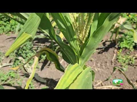 Causas del amarillamiento del maíz y recomendaciones para su manejo #culturagrotv #magnicaragua