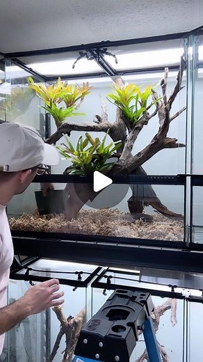 HerpTime on Instagram: "3 month process condensed into 1 minute 🦎➡️🥚➡️🦎 this is how I breed my giant Jamaican anoles (anolis garmani). You’ve seen me set up these giant @zoomedlabs paludariums before but this time nothing too fancy: we are going for results! Water features and bioactive are amazing for displays, but to be able to ensure the highest possibility of success for reproducing rare species of anolis this is how I do it. I use sphagnum moss as a substrate because it holds humidity we