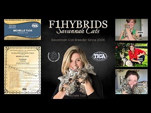F1hybrids Savannah Cats
