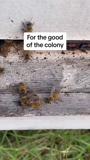It’s that time of year again… when all the male bees get kicked out of the hive. | Texas Beeworks