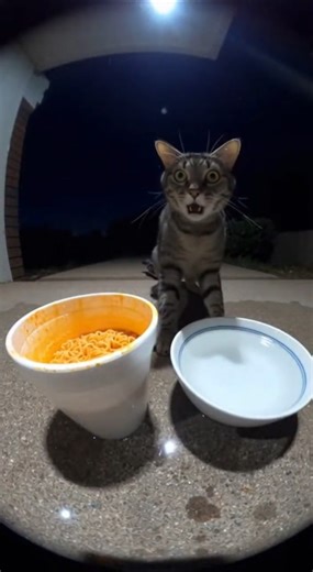 Impossible Try Not To Laugh 2026 😼🐶 Funniest Cats and Dogs Ever! 😜