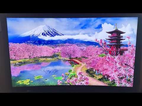 Cherry Blossom Dish scapes (2021)