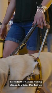 80 reactions | The journey of a Guide Dog from training to graduation...