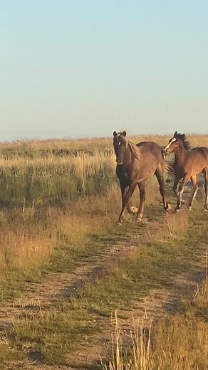 295K views · 9.6K reactions | Jeremiah, and his little friend, Kode,...