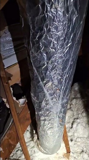 Hidden Bat Colony Found In Attic! 🦇 | Skedaddle Humane Wildlife Control