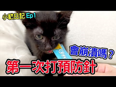 小貓日記 | 小黑豆第一次打預防針 會有什麼反應呢？ 奶貓 - 恩恩老師‪@EanTV‬