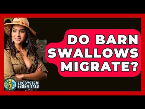 Do Barn Swallows Migrate? - Ecosystem Essentials