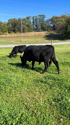 REGISTERED BLACK ANGUS BULL FOR SALE (21 Months Old) Nikolaus L&C Resilient B242 AAA: 21245760 ◾️Powerhouse herd sire prospect that blends elite growth, structural integrity, and genetic consistency ◾️Sired by Sitz Resilient 10208 — the $165,000 high-seller at Sitz Angus Ranch's 2019 Fall Bull Sale ◾️Backed by Deer Valley Growth Fund from Deer Valley Farm, one of the Angus breed’s top sires for growth and end-product value. ◾️Dam: Barbara 296 — from the renowned Barbara cow family, combining Bea