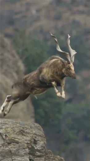Markhor – The Dangerous King of Mountains | Pakistan National Animal