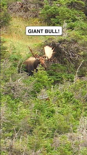 GIANT Canadian Bull Moose! 🫎🇨🇦 #moosehunting #awesome #canada #moose #wildlife