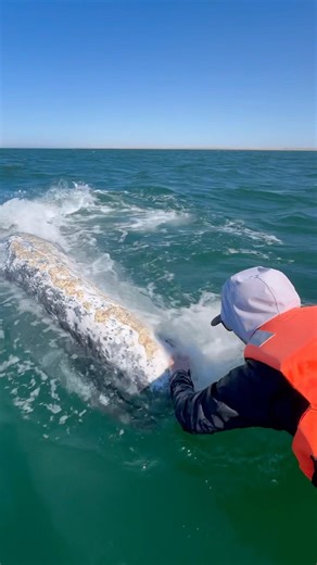 Whale Comes So Close We Could Touch It #marine #wildlife #amazing