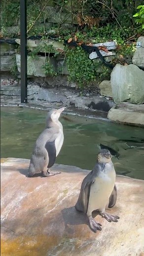 Dublin Zoo - Humboldt penguins