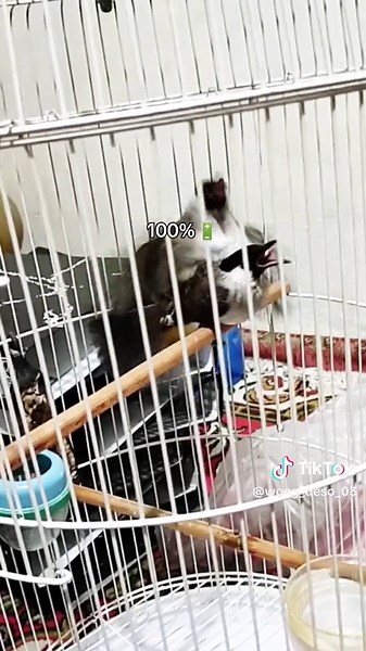 #kutilang #pikatkutilangcengkram #pikatkutilang #talikutilang #kutilangsungaipenuh