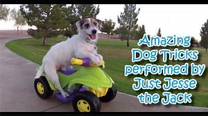 Amazing Dog Tricks Performed by Jesse! - 1Funny.com