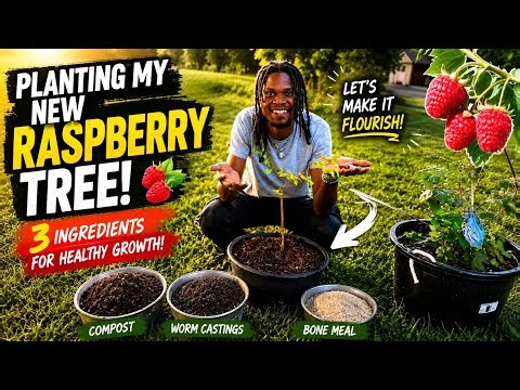 🍇 Planting My New Raspberry Tree + The Soil Mix I Used for Bigger Harvests