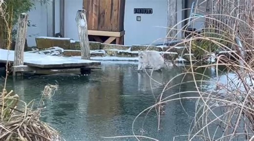 Unser LaPerm Kater Anselm von Canterbury und seine unendliche Lebensfreude! #lapermcats | Susanne Lohas