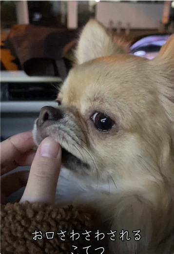 お口サワサワされるこてつ #チワワ #dog #うちの子が可愛すぎる #わんこのいる生活 #チワワのいる生活