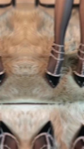 adff (@adff3413)’s videos with bunyi asal - adff