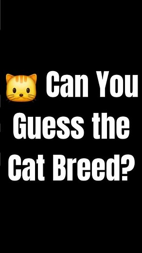Can you guess the cat breed before the timer ends? 🐱