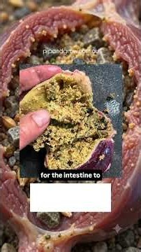 Do chickens need grit? #chickencare #chickentips