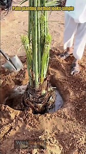 Date Palm Planting by Skilled Farmer : Root Wrapping and Watering Setup Process
