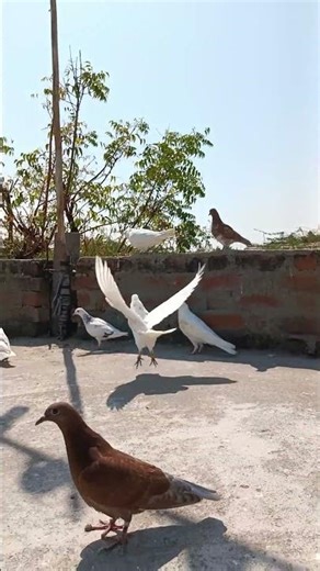 PIGEON LOVE #pigeon #vilogpigeon #kabutar #parwazikaboter #birds #kabootarloft05 #pigeonlaver #love