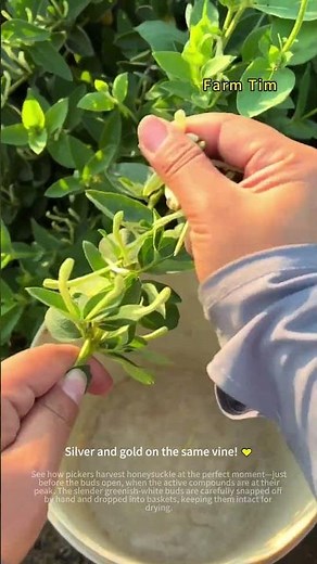 Harvesting Honeysuckle Before the Blooms Open 🌼