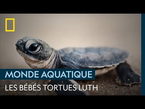 La dure vie d'un bébé tortue
