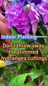 indoor planting tips. | Garden and Lifehacks V1