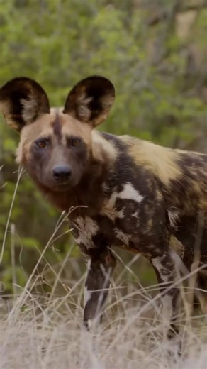 161K views · 2.5K reactions | Behind the lens, capturing the wild.  #WildlifeFilming | Too Wild | Facebook