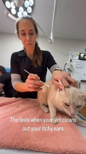 During his pre-neuter exam, we figured out that Bini’s ears were itchy. Itchy ears in cats can be caused by a variety of things, including yeast, bacteria, and parasites. In addition to a good cleaning, we swabbed his ears to get to the root cause of his itchiness so we can treat the root of the problem, not just the symptoms. #VeterinaryClinic #CatVet #CatsOfInstagram | Pine Point Animal Hospital