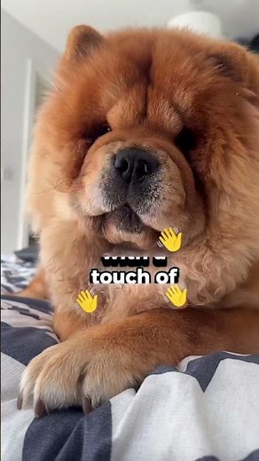 This Is Why You SHOULD Get A Chow Chow!