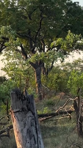Leopard Speed vs Lion Strength: Nature's Predator Showdown