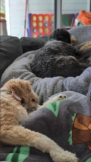 The Ultimate Puppy and Baby Cuddle Puddle