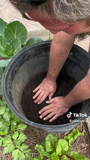 gillscorpus on TikTok