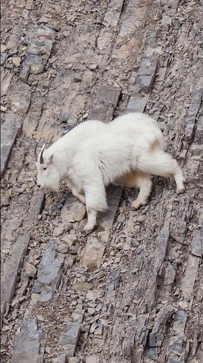 Mountain Goat The Ultimate Cliff Climber!