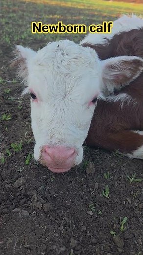 Newborn Calf on the Farm 🐄 Mother Bonding Moment #farmlife #calf #cows #ranchlife #newborncalf