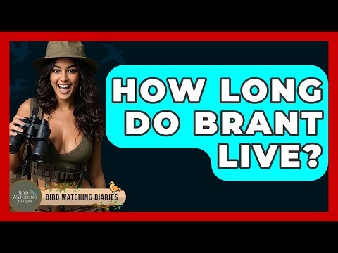 How Long Do Brant Live? - Bird Watching Diaries