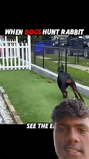 Dog vs Rabbit: But the Silent Cat Steals the Show! 😳🐱🐇