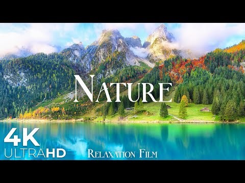 Beautiful Wildlife & Nature in 4K | Relaxing Cinematic Film