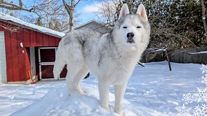 Husky Snow Play! 8 INCHES of fresh snow?! ❄️ You know what that means...HUSKY PLAYTIME! These dogs haven't seen this much snow in ages, and their excitement is contagious! Get ready for some serious zoomies, face-dives, and all-around adorable husky antics. And of course, we had to do our traditional slow motion huskies in the snow! Also, I think this is our first 4k video! Did you notice? Snow Dogs playing in the snow is still probably one of my favorite things to watch these dogs do! And yes, 