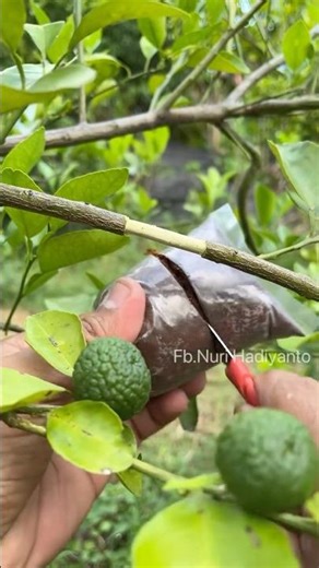 Lime tree air layering technique #diy #plants #tree #bonsaitree #plantcultivation #fyp