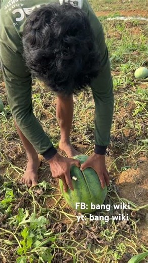 Jumbo watermelon thrown away #watermelonfarmer
