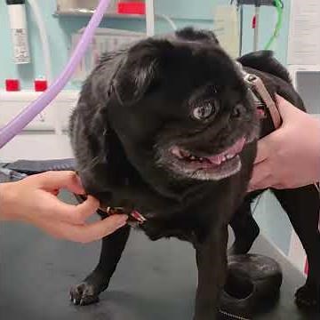 Figure 1. A pug with stertor and inspiratory dyspnoea.